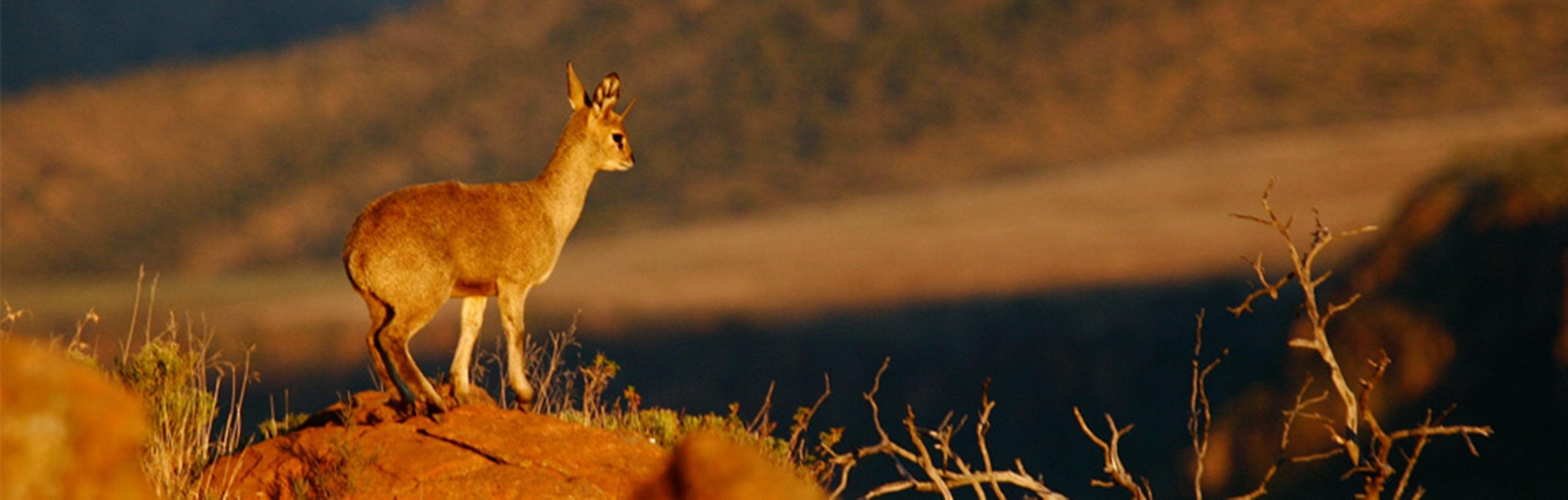 Hotel Mount Camdeboo Graaff-Reinet Esterno foto